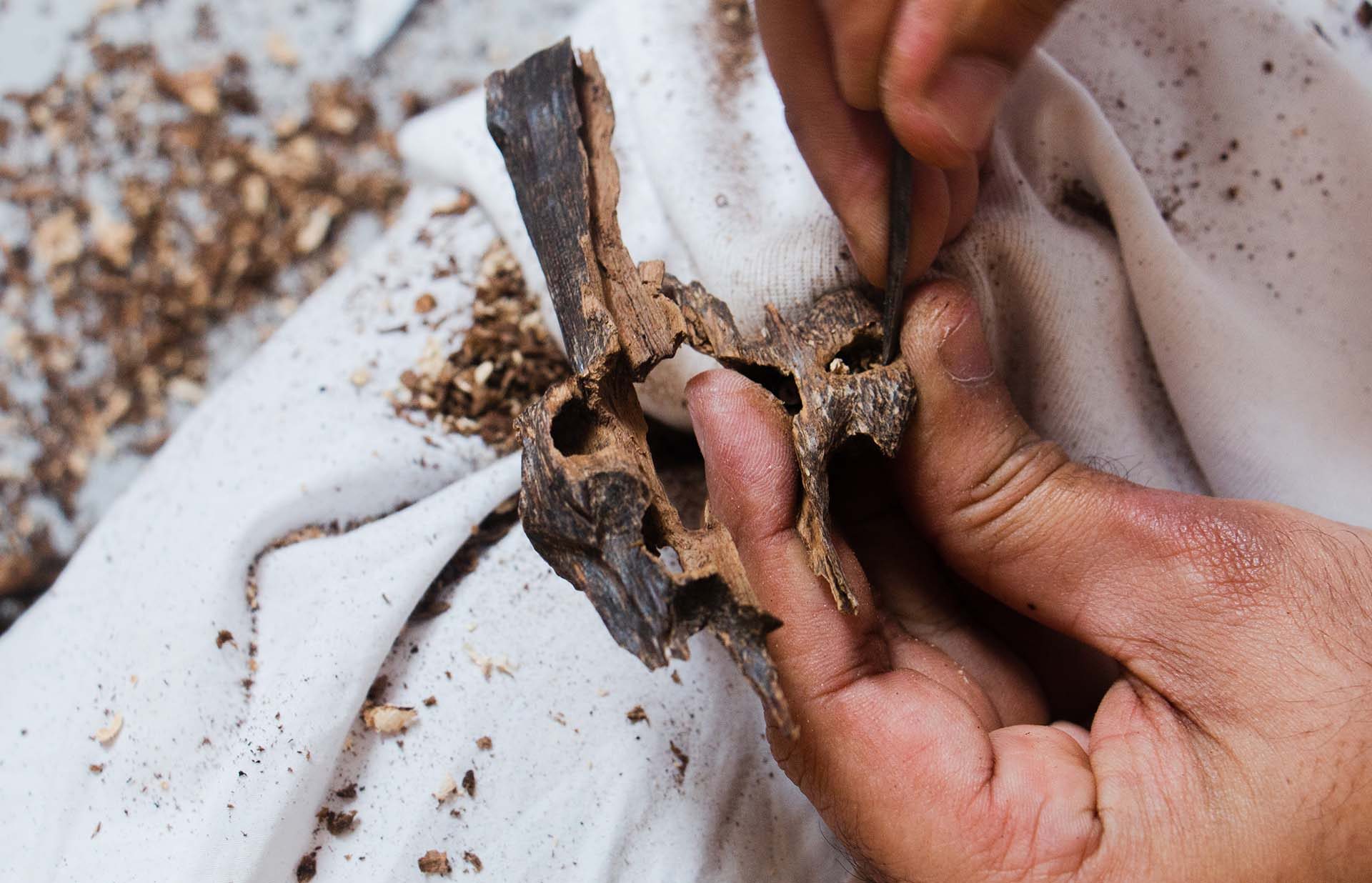 Hands holding a piece of agarwood close, shavings on the cloth